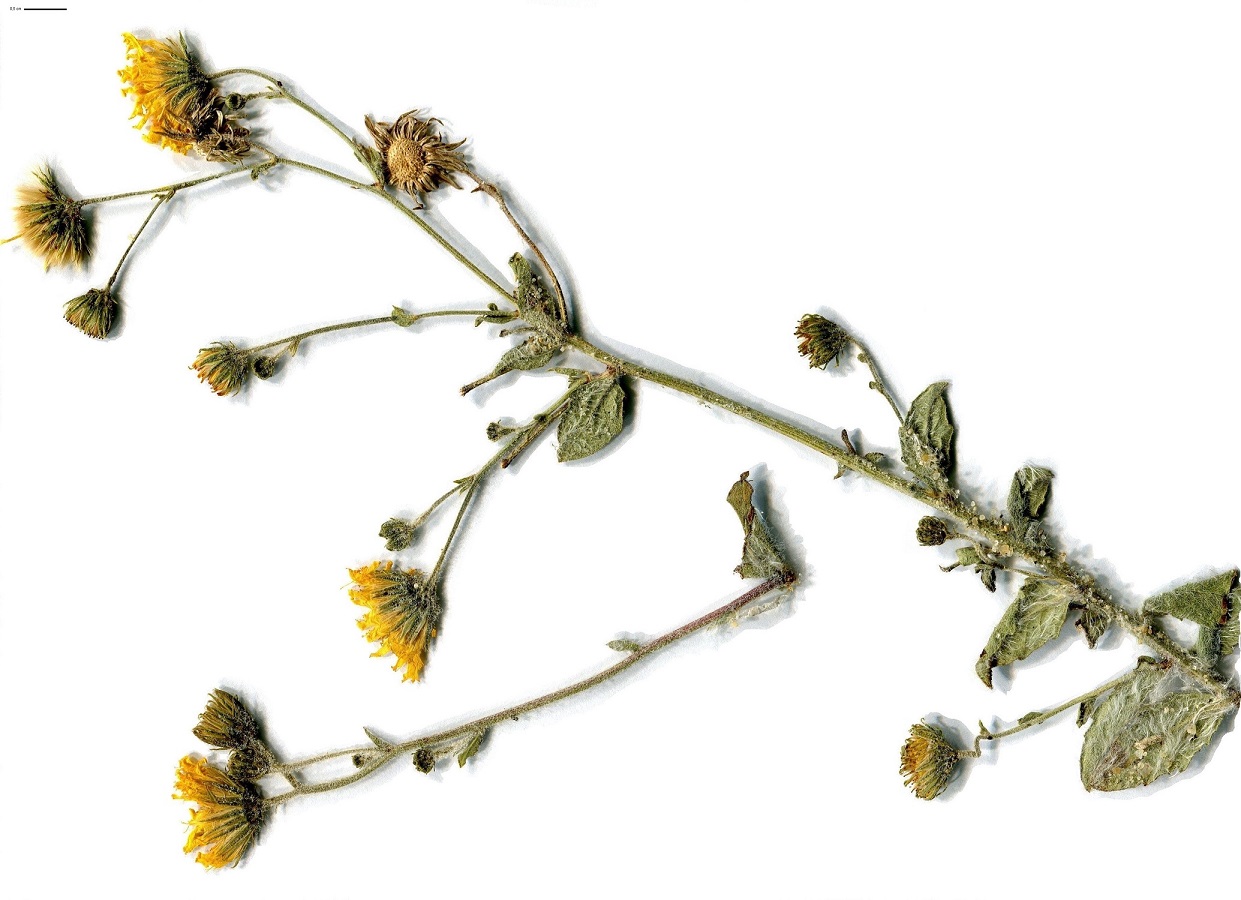 Hieracium eriophorum (Asteraceae)